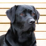 black lab