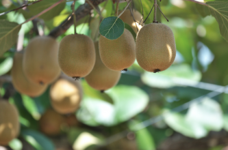 Kiwi tree