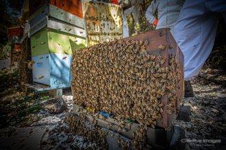 bees covering honey hive used in making dog gravy