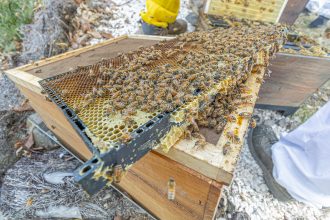 Nutricious honey comb for dog food gravy